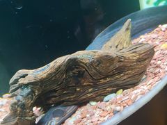 -上海海洋水族馆