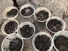 -青岛沙子口国家中心渔港