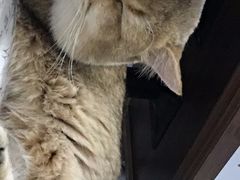 -猫咪咖啡·猫咖(万达广场店)