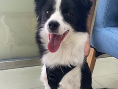 -宠颐生·恒爱宠物医院(静海店)