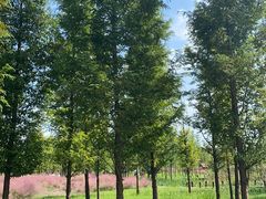 -溱湖国家湿地公园