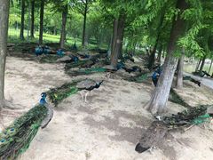 -自然谷恐龙园