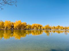 -金塔沙漠胡杨林景区