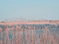 -合肥滨湖国家森林公园