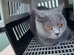 -伟伟宠物医院·瑞派猫友好医院·猫科(光谷店)
