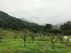 -广州市石门国家森林公园