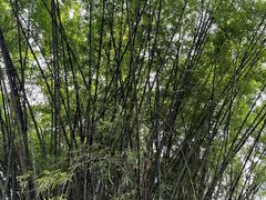 -望江楼公园
