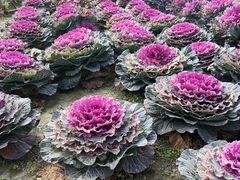 -中国天府农业博览园