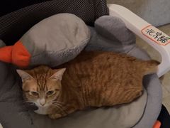 -逃脱反斗城沉浸剧情密室(北京路店)