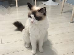 -喵的天空名猫咖啡馆·撸猫·猫舍·用品