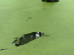 -渌洋湖湿地公园