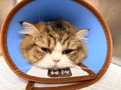 -瑞派康怡24h宠物医院·犬猫医疗中心·微创绝育(瑞景分院)