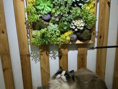 -青奢宠物·青奢猫舍