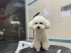 -芭比堂动物医院·24小时·眼科中心(深圳中心)