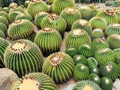 -深圳仙湖植物园