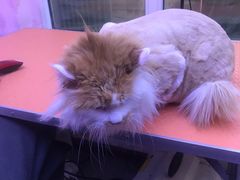 -喵百万·布偶·蓝金金渐层英短·猫舍(百子湾店)