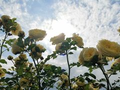 -都江堰玫瑰花溪谷