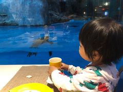 -帝企鹅自助餐厅•儿童岛•真企鹅(长隆企鹅酒店)