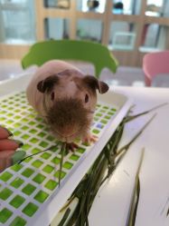 -Moni星球萌宠·小马宝莉·灵蛇·高端高阶全萌宠互动体验俱乐部(红豆国际广场店)
