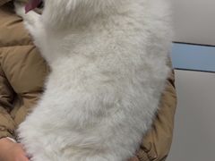 -中农国际动物医院24小时·猫科·骨科·急重症中心