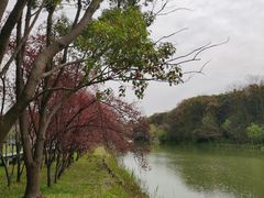 -昆山城市生态森林公园