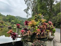 -深圳仙湖植物园