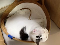 -艾贝尔宠物医院 ·中兽医·宠保定点(北门桥店)