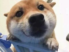 -多乐狗狗宠物训练工作室
