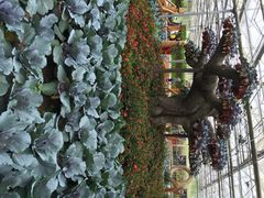 iphone_upload_pic-上海都市菜园
