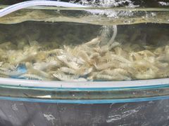 -四海蒸鲜蒸汽海鲜自助(北戴河店)