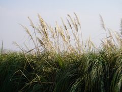 -呈贡滇池生态湿地公园