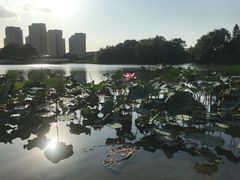 -新江湾城公园