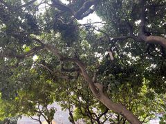 -广州神农草堂中医药博物馆