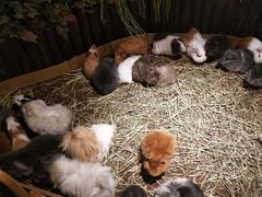 -藦茜花园宠物主题亲子互动体验馆(国顺东路店)