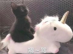 -星美国际影商城(虹口店)