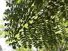 -中国科学院西双版纳热带植物园