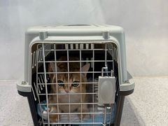 -伟伟宠物医院·CT影像中心·瑞派犬猫综合性门诊(汉口总院)