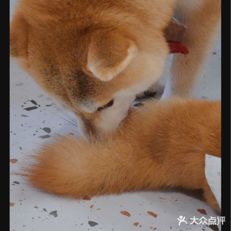 柴喵双全｜才貌双全