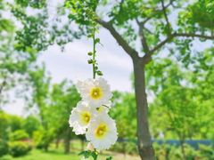 -上海滨江森林公园