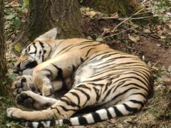 -哈尔滨北方森林动物园