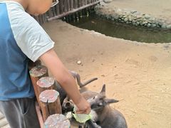 -呀路古热带植物园
