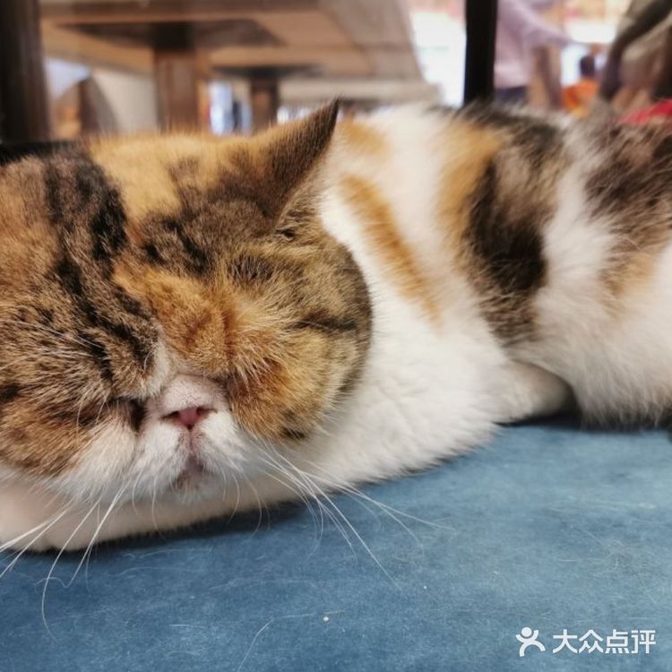 魔都遛娃圣地‖来和萌宠亲密的约个会吧!