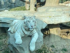 -北京野生动物园