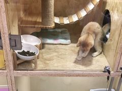 -李小姐の猫咖啡馆(五角场店)