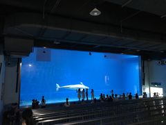 -芜湖新华联大白鲸海洋公园
