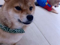 -逗柴咖啡屋·狗咖猫咖宠物桌游