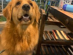 -顺德哥卜卜贝(旗舰店)