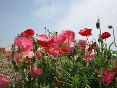 -花开海上生态园