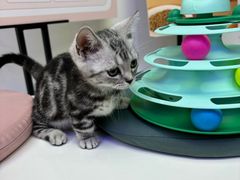 -小猫来了·猫舍(红山六九七九店)