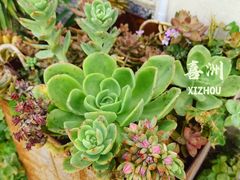-喜洲翰林餐厅(董家百年老宅店)